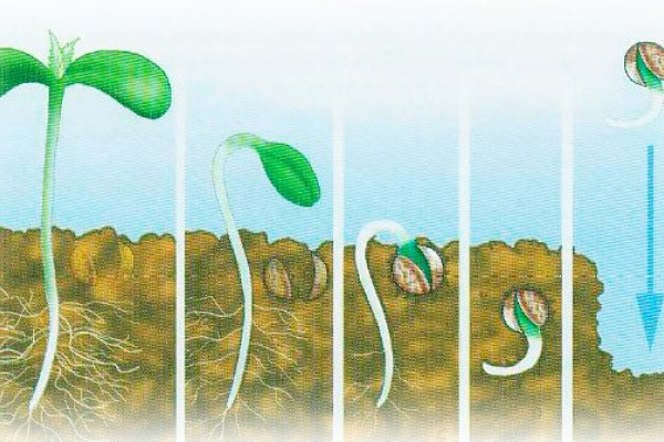 выращивание конопли из семени