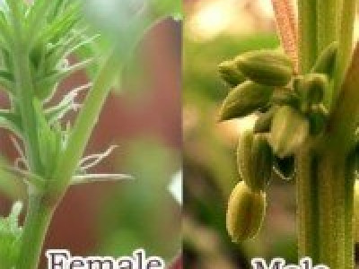 Разница между мужскими и женскими растениями марихуаны