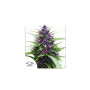 Cannabis seeds SHAMAN® from Dutch Passion