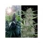 Cannabis seeds SHAMAN® from Dutch Passion