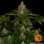Семена конопли Shiskaberry от Barney's Farm