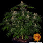 Семена конопли Shiskaberry от Barney's Farm