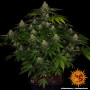 Семена конопли Shiskaberry от Barney's Farm