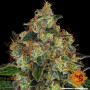 Семена конопли Shiskaberry от Barney's Farm