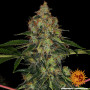 Семена конопли Shiskaberry от Barney's Farm