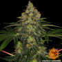 Семена конопли Shiskaberry от Barney's Farm