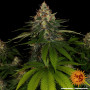 Семена конопли Shiskaberry от Barney's Farm