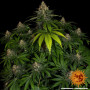 Семена конопли Shiskaberry от Barney's Farm