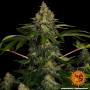 Семена конопли Shiskaberry от Barney's Farm