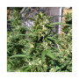Cannabis seeds SKUNK #11® from Dutch Passion