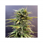 Cannabis seeds SKUNK #11® from Dutch Passion
