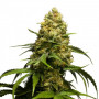 Cannabis seed variety Skunk Feminised Gold