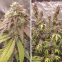 Cannabis seeds SKYWALKER HAZE® from Dutch Passion