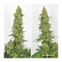 Cannabis seeds SKYWALKER HAZE® from Dutch Passion