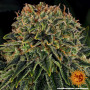 Cannabis seeds SKYWALKER OG from Barney's Farm