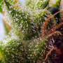 Cannabis seeds SKYWALKER OG RUNTZ XL AUTO® from Sweet Seeds