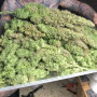 Cannabis seeds Original AUTO NORTHERN LIGHTS from Fast Buds