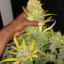 Насіння конопель Original AUTO WHITE WIDOW від Fast Buds