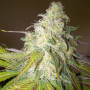 Cannabis seed variety Sour Diesel Feminised Gold