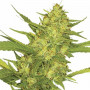 Cannabis seed variety Sour Diesel Feminised Gold