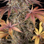 Cannabis seeds SOUR STRAWBERRY from Barney's Farm