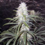 Cannabis seed variety Stexling Haze Feminised Silver