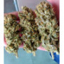 Семена конопли Blue Gelato 41 от Barney's Farm