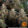 Cannabis seeds STRAWBERRY CHEESECAKE AUTO from Barney's Farm