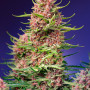 Cannabis seeds STRAWBERRY COLA SHERBET F1 FAST VERSION® from Sweet Seeds
