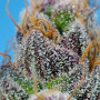 Cannabis seeds STRAWBERRY COLA SHERBET F1 FAST VERSION® from Sweet Seeds