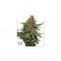 Cannabis seeds STRAWBERRY COUGH® from Dutch Passion