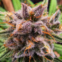 Cannabis seeds STRAWBERRY COUGH® from Dutch Passion
