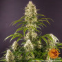 Семена конопли Strawberry Lemonade от Barney's Farm
