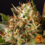 Семена конопли Strawberry Lemonade от Barney's Farm