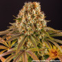 Семена конопли Strawberry Lemonade от Barney's Farm