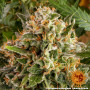 Семена конопли Strawberry Lemonade от Barney's Farm