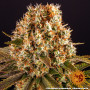 Семена конопли Strawberry Lemonade от Barney's Farm