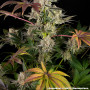Семена конопли Super Boof от Barney's Farm
