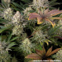 Семена конопли Super Boof от Barney's Farm