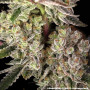 Семена конопли Super Boof от Barney's Farm