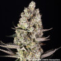 Семена конопли Super Boof от Barney's Farm