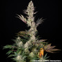 Семена конопли Super Boof от Barney's Farm
