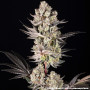 Семена конопли Super Boof от Barney's Farm