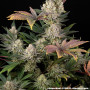 Семена конопли Super Boof от Barney's Farm