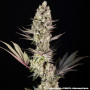 Семена конопли Super Boof от Barney's Farm