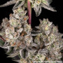 Семена конопли Super Boof от Barney's Farm