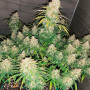 Cannabis seed variety Auto Super Silver Haze Feminised Silver