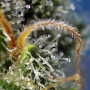 Cannabis seeds SWEET AMNESIA HAZE® from Sweet Seeds