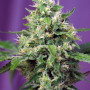 Cannabis seeds SWEET AMNESIA HAZE XL AUTO® from Sweet Seeds