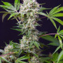 Cannabis seeds SWEET AMNESIA HAZE XL AUTO® from Sweet Seeds